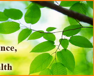 The Acupuncture Institute